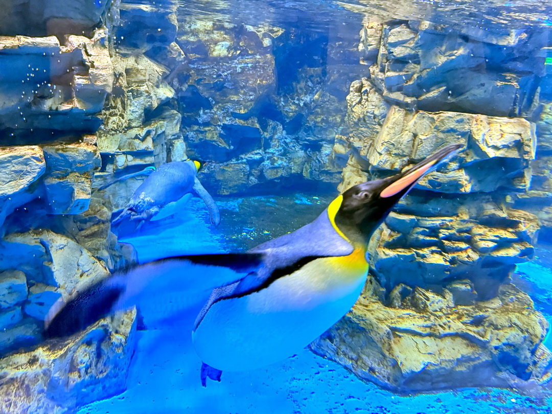 Xpark水族館｜桃園必訪水族館，企鵝奇遇、戶外園區、表演時間全攻略 @猴屁的異想世界