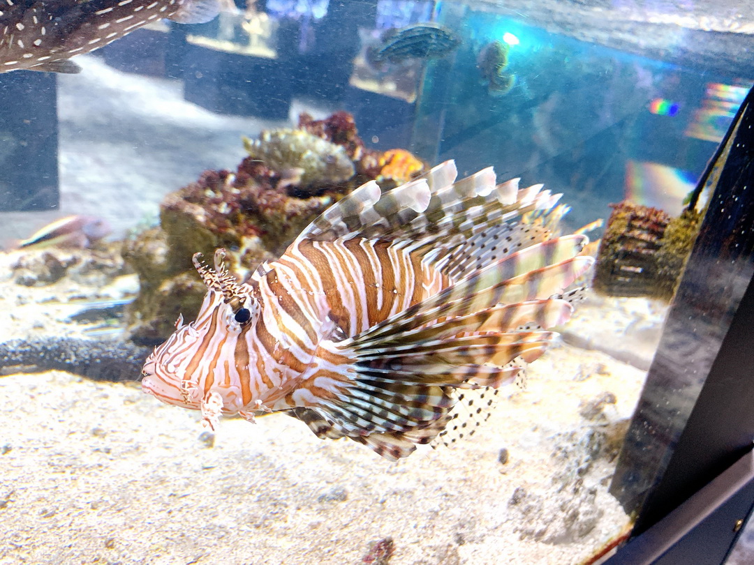 沖繩DMM Kariyushi水族館｜沉浸式互動體驗，企鵝、海底隧道、動物園全攻略 @猴屁的異想世界