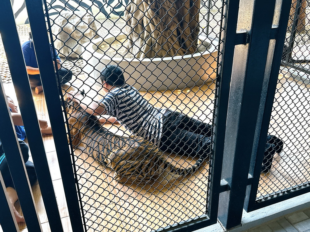泰國北碧府一日遊｜野生動物園餵老虎獅子、看大象鱷魚表演，雨中漫步死亡鐵路＆桂河大橋 @猴屁的異想世界