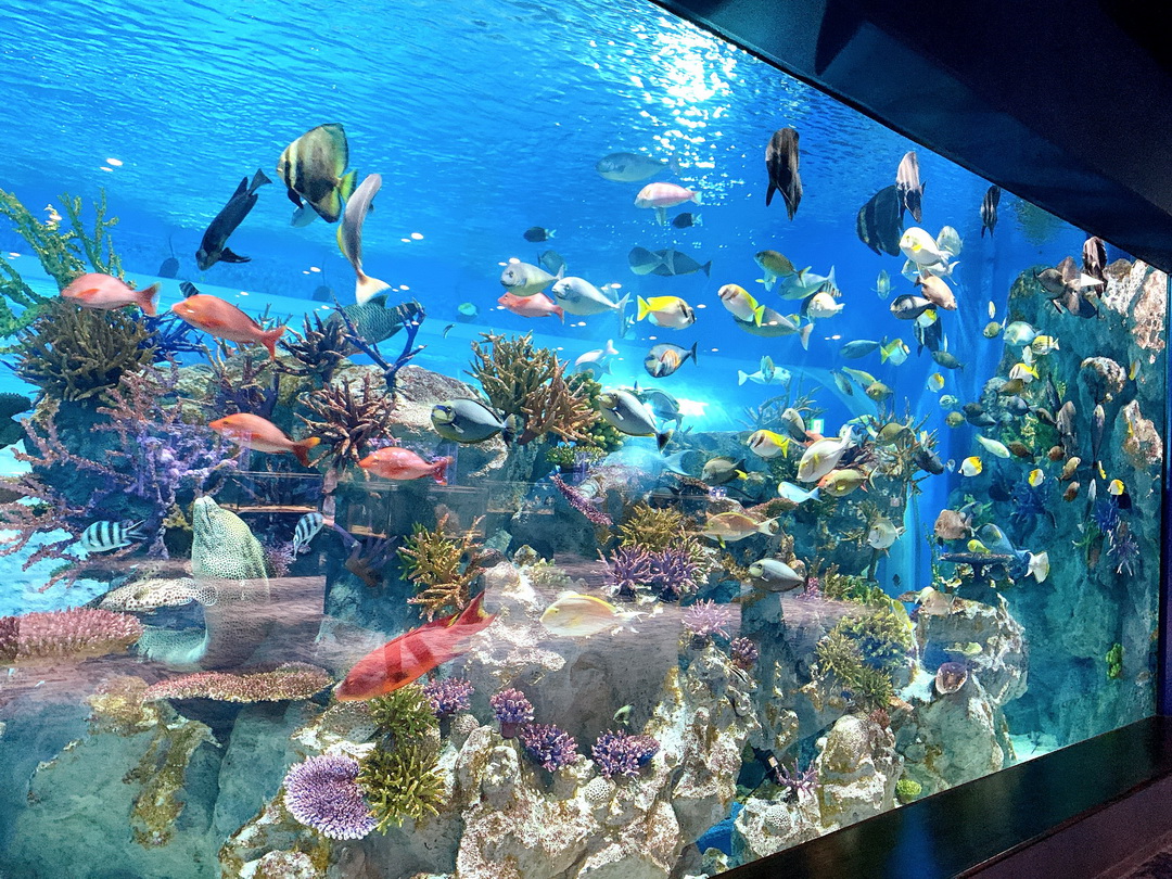 沖繩DMM Kariyushi水族館｜沉浸式互動體驗，企鵝、海底隧道、動物園全攻略 @猴屁的異想世界