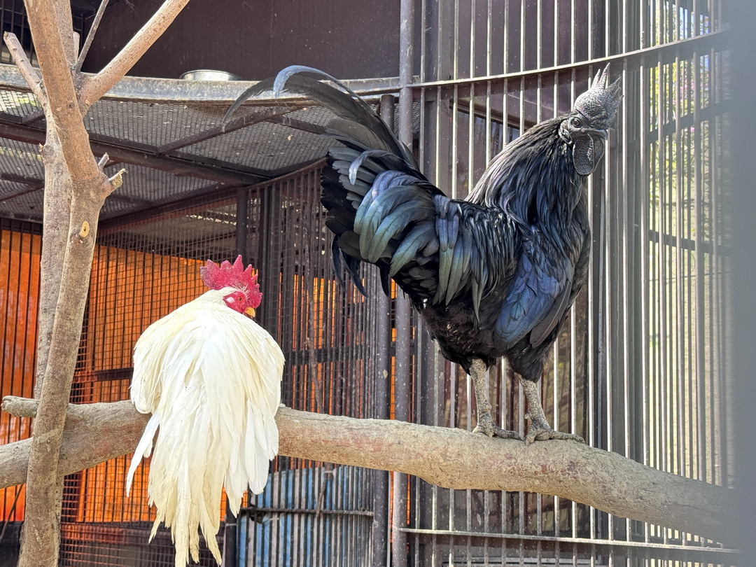 九九峰動物樂園｜南投親子景點推薦！笑笑羊、鸚鵡近距離互動，還有恐龍園區、美食街超豐富 @猴屁的異想世界