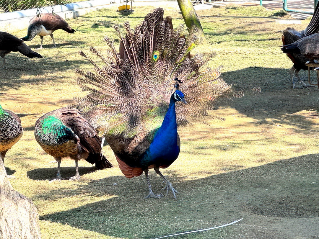 九九峰動物樂園｜南投親子景點推薦！笑笑羊、鸚鵡近距離互動，還有恐龍園區、美食街超豐富 @猴屁的異想世界