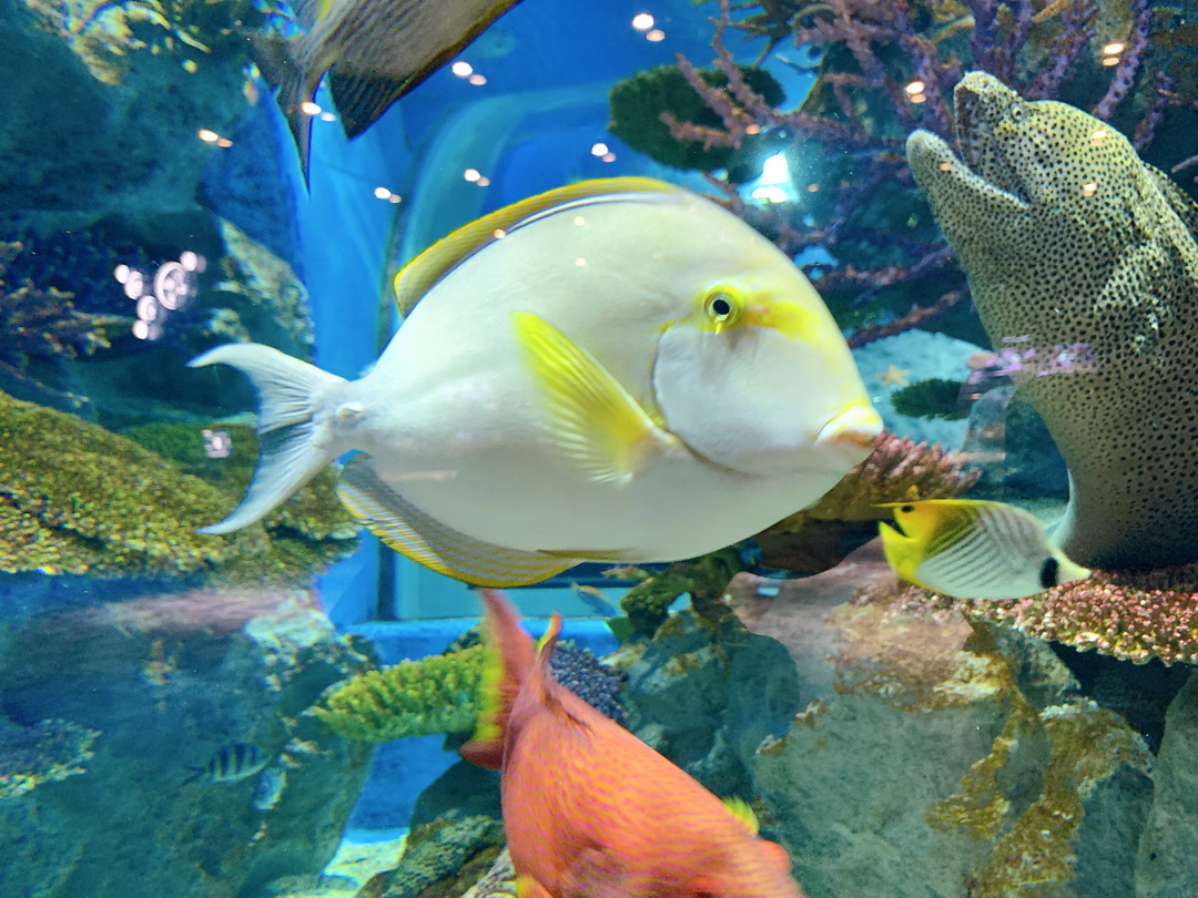 沖繩DMM Kariyushi水族館｜沉浸式互動體驗，企鵝、海底隧道、動物園全攻略 @猴屁的異想世界