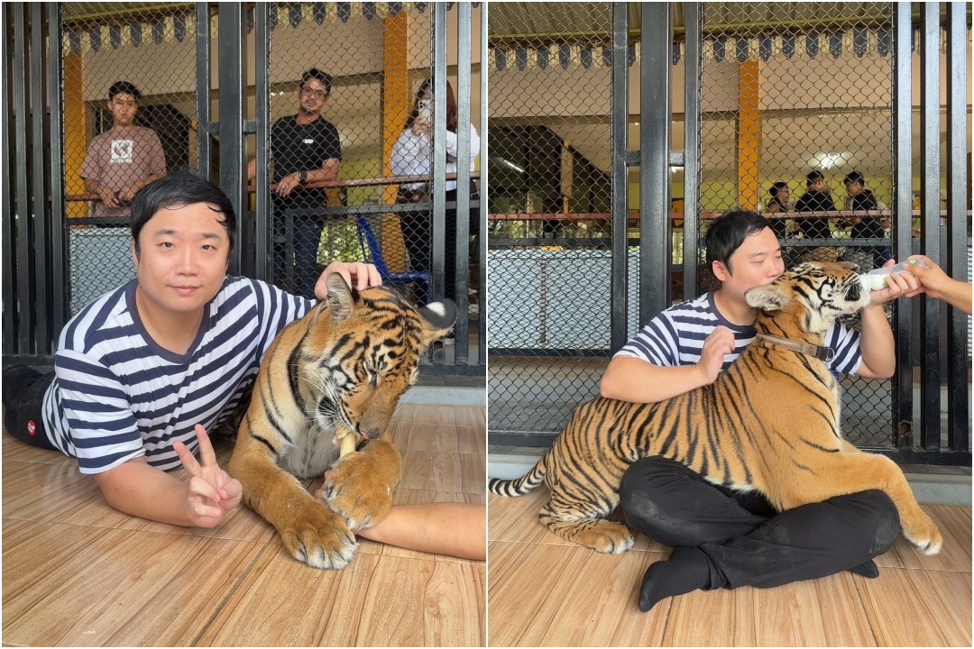 泰國北碧府一日遊｜野生動物園餵老虎獅子、看大象鱷魚表演，雨中漫步死亡鐵路＆桂河大橋 @猴屁的異想世界