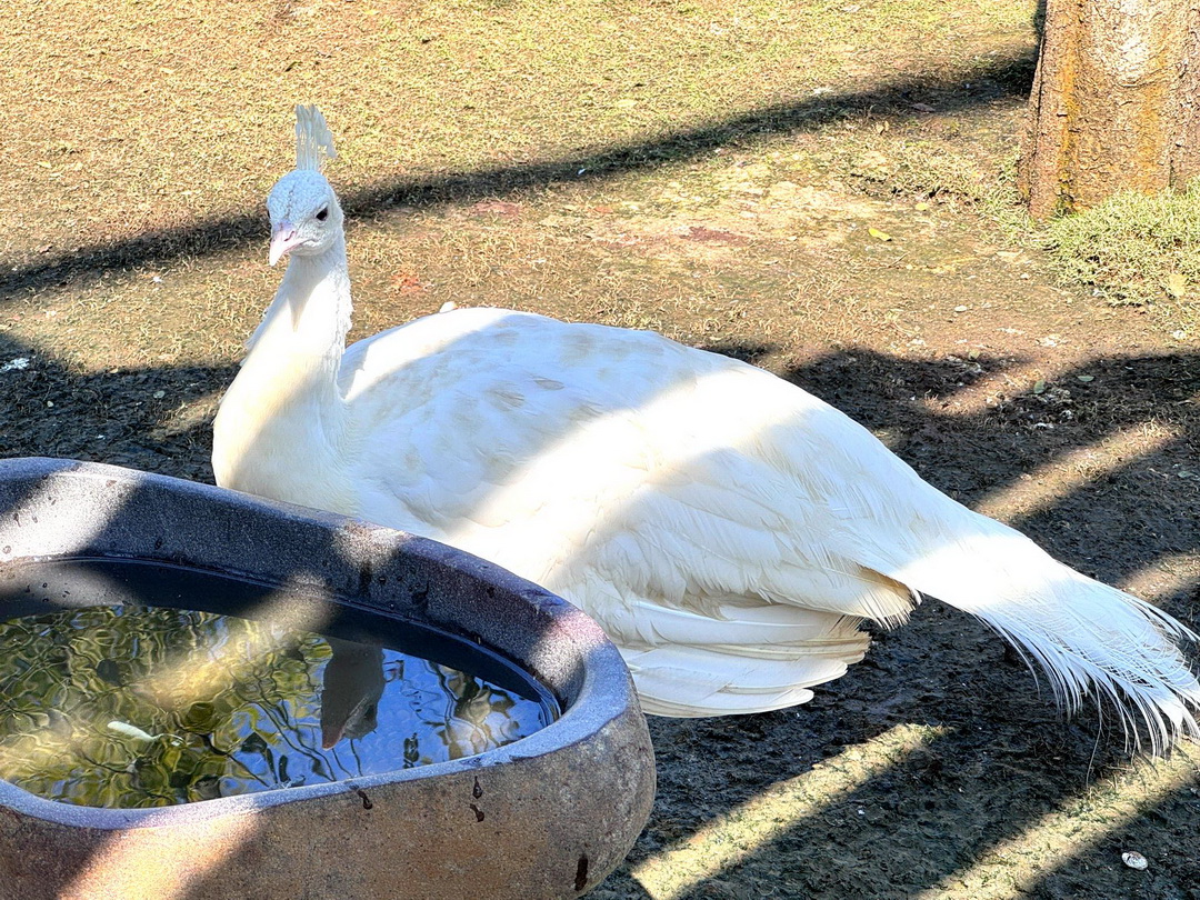 九九峰動物樂園｜南投親子景點推薦！笑笑羊、鸚鵡近距離互動，還有恐龍園區、美食街超豐富 @猴屁的異想世界