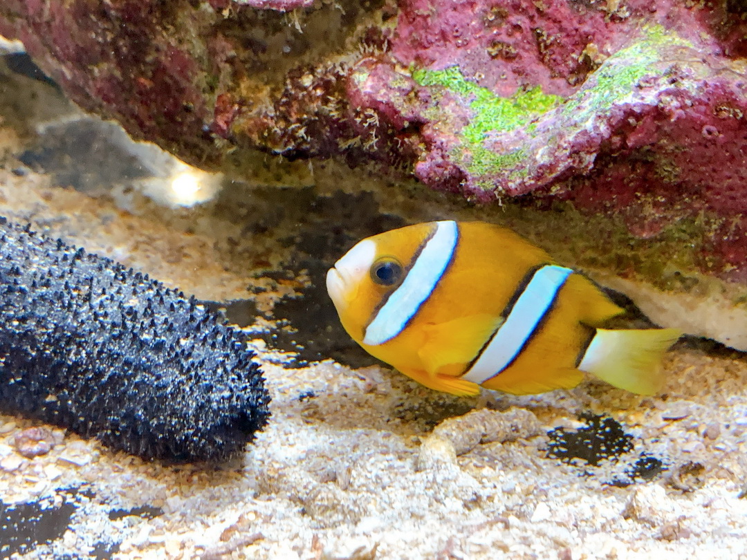 沖繩DMM Kariyushi水族館｜沉浸式互動體驗，企鵝、海底隧道、動物園全攻略 @猴屁的異想世界