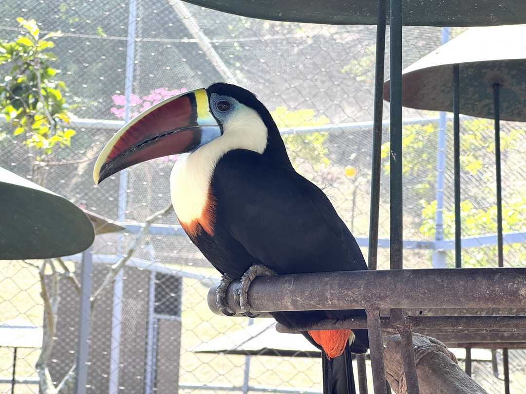 九九峰動物樂園｜南投親子景點推薦！笑笑羊、鸚鵡近距離互動，還有恐龍園區、美食街超豐富 @猴屁的異想世界