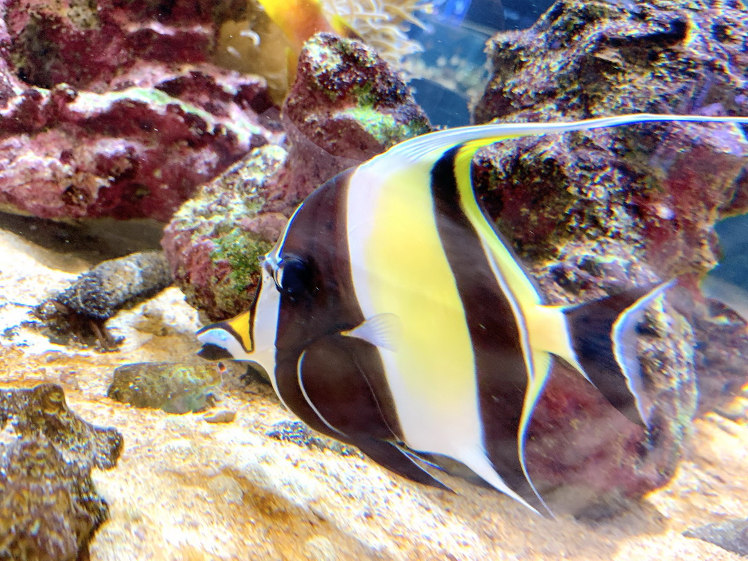 沖繩DMM Kariyushi水族館｜沉浸式互動體驗，企鵝、海底隧道、動物園全攻略 @猴屁的異想世界
