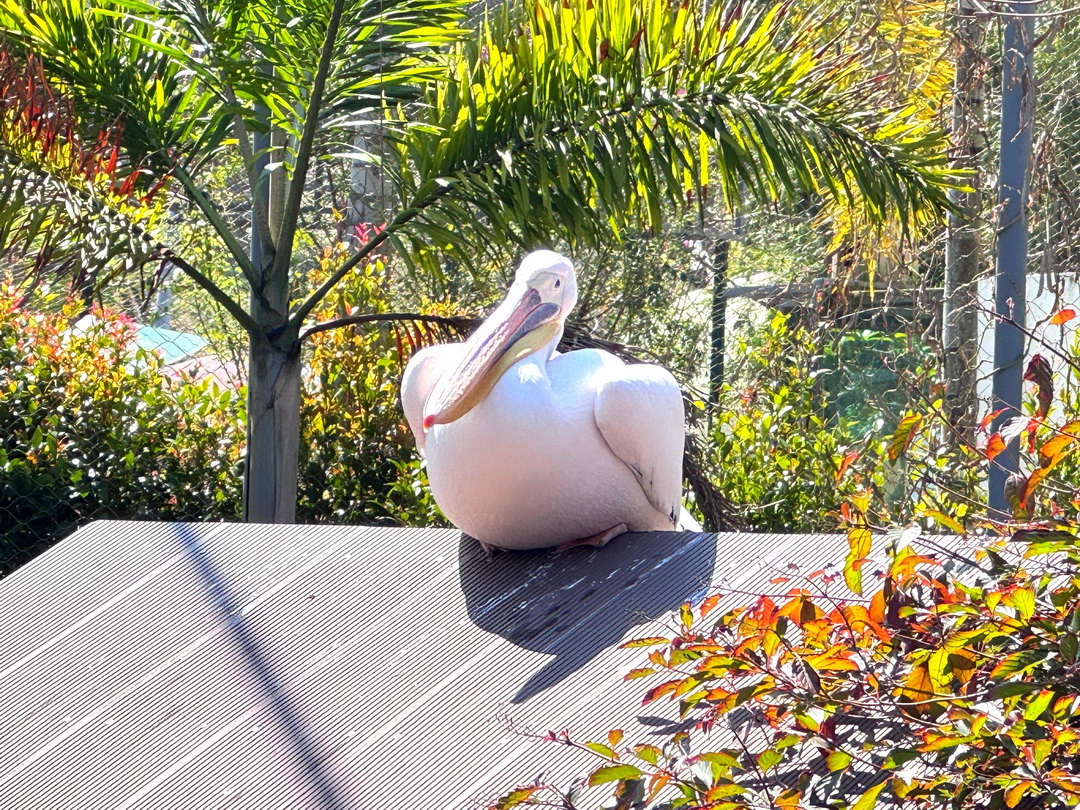 九九峰動物樂園｜南投親子景點推薦！笑笑羊、鸚鵡近距離互動，還有恐龍園區、美食街超豐富 @猴屁的異想世界