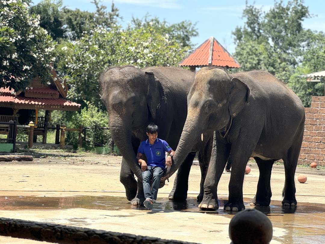 泰國北碧府一日遊｜野生動物園餵老虎獅子、看大象鱷魚表演，雨中漫步死亡鐵路＆桂河大橋 @猴屁的異想世界