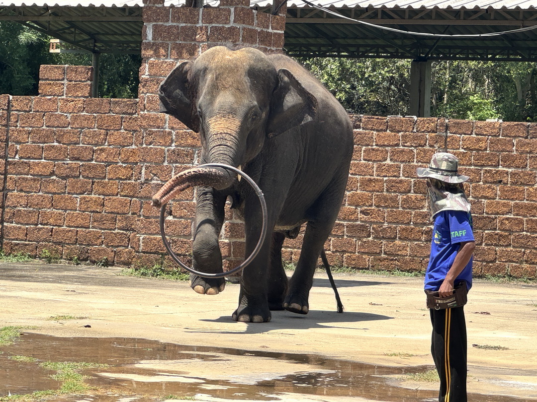 泰國北碧府一日遊｜野生動物園餵老虎獅子、看大象鱷魚表演，雨中漫步死亡鐵路＆桂河大橋 @猴屁的異想世界