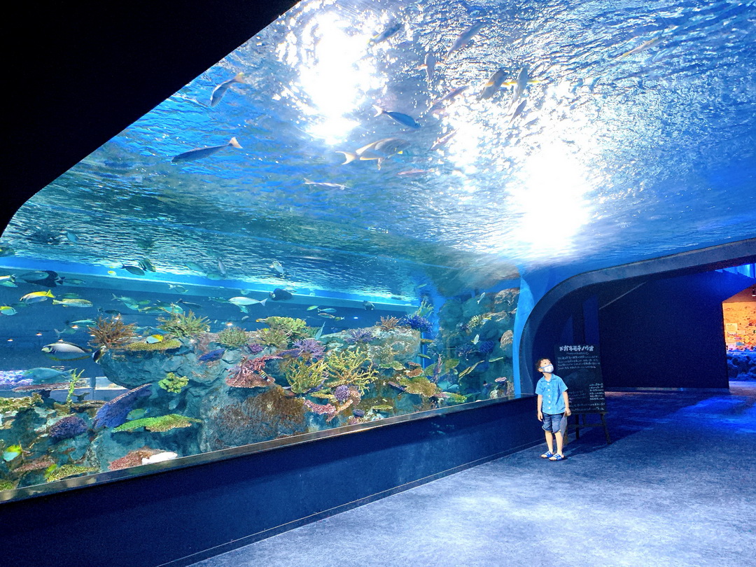 沖繩DMM Kariyushi水族館｜沉浸式互動體驗，企鵝、海底隧道、動物園全攻略 @猴屁的異想世界