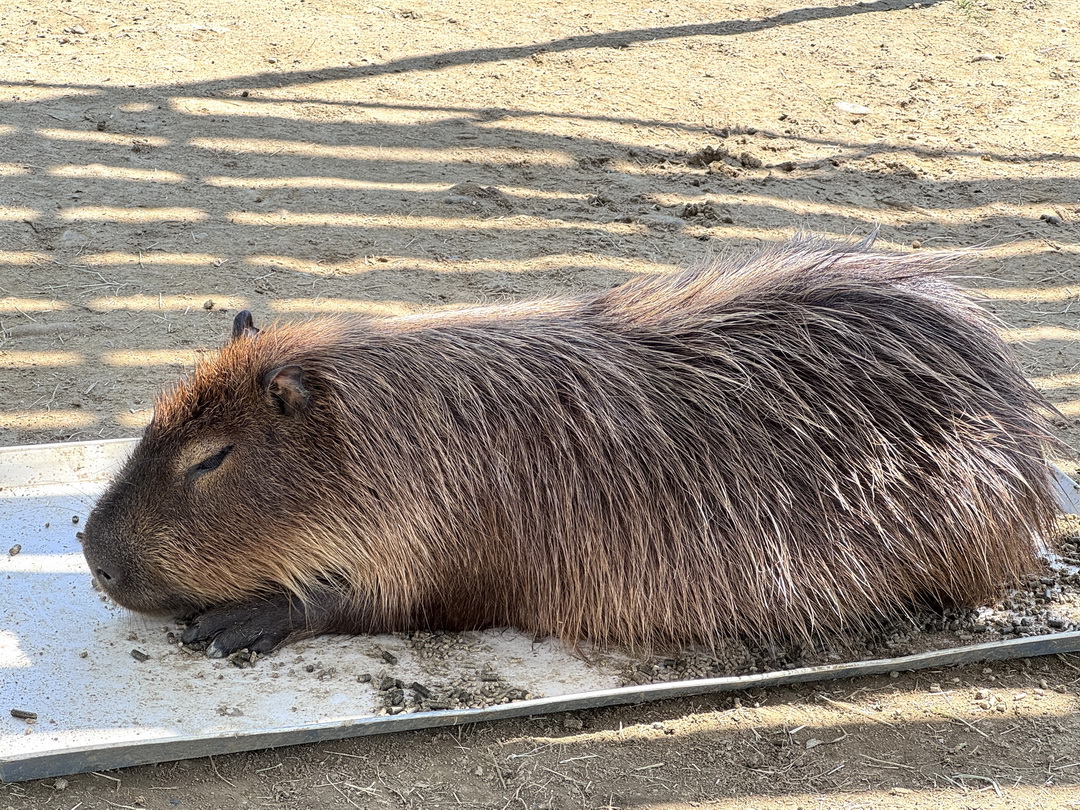 九九峰動物樂園｜南投親子景點推薦！笑笑羊、鸚鵡近距離互動，還有恐龍園區、美食街超豐富 @猴屁的異想世界