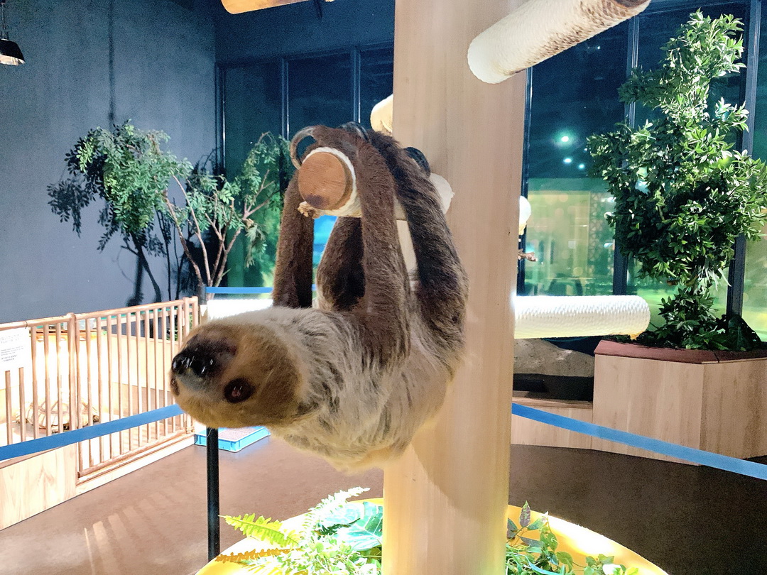 沖繩DMM Kariyushi水族館｜沉浸式互動體驗，企鵝、海底隧道、動物園全攻略 @猴屁的異想世界
