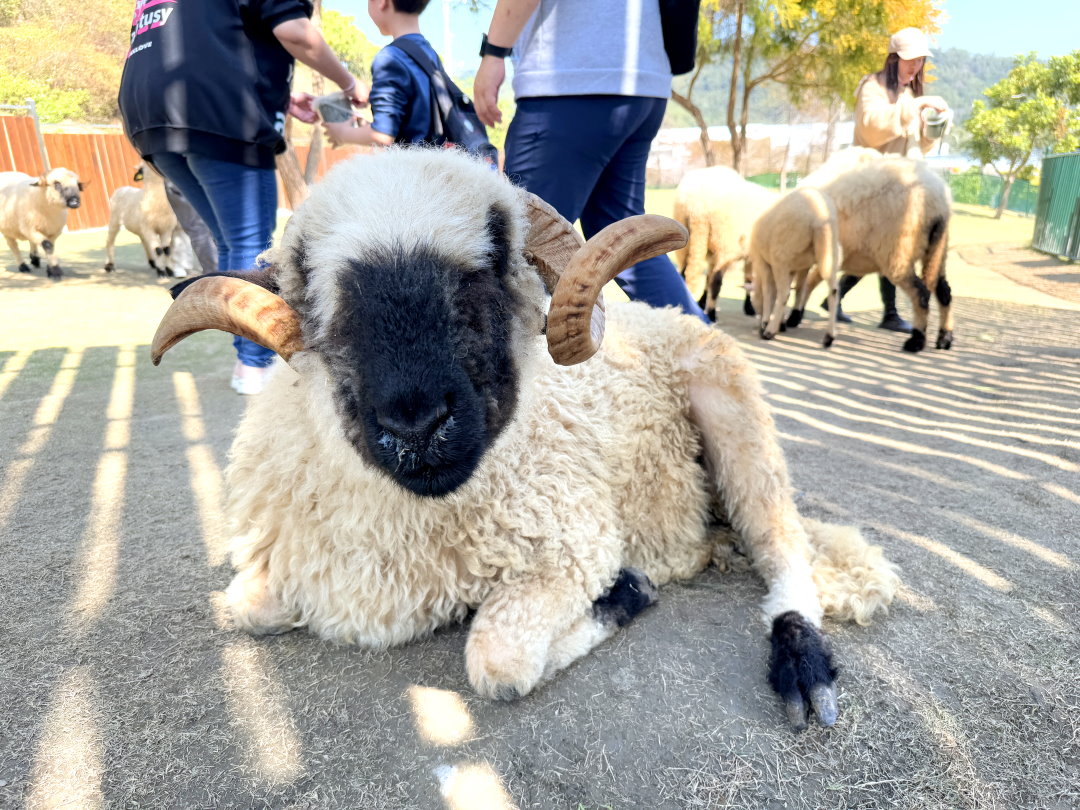 九九峰動物樂園｜南投親子景點推薦！笑笑羊、鸚鵡近距離互動，還有恐龍園區、美食街超豐富 @猴屁的異想世界