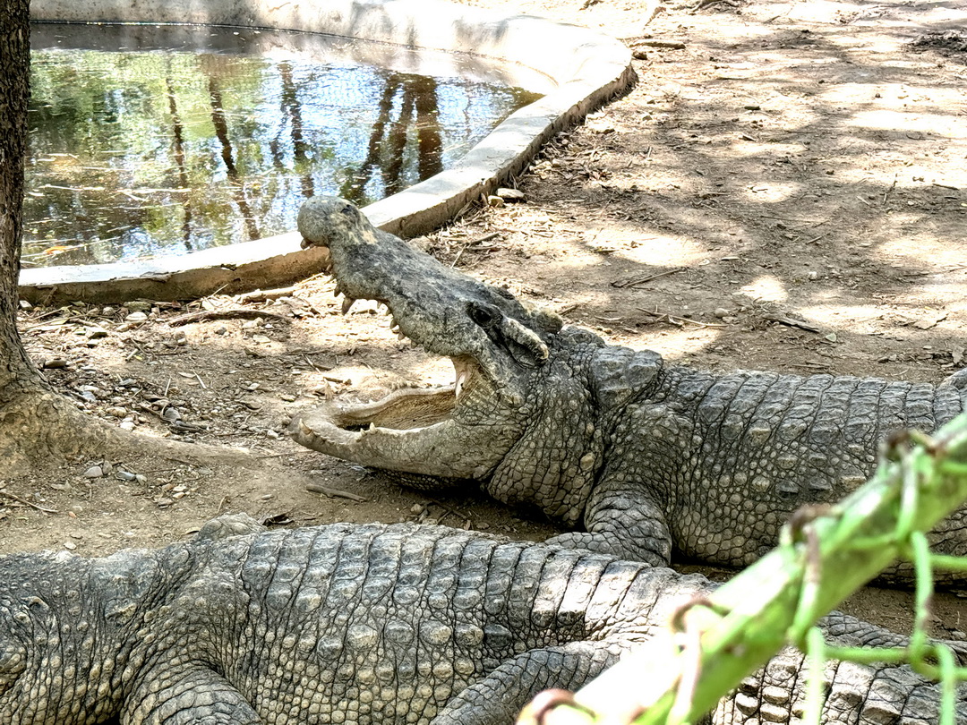 泰國北碧府一日遊｜野生動物園餵老虎獅子、看大象鱷魚表演，雨中漫步死亡鐵路＆桂河大橋 @猴屁的異想世界