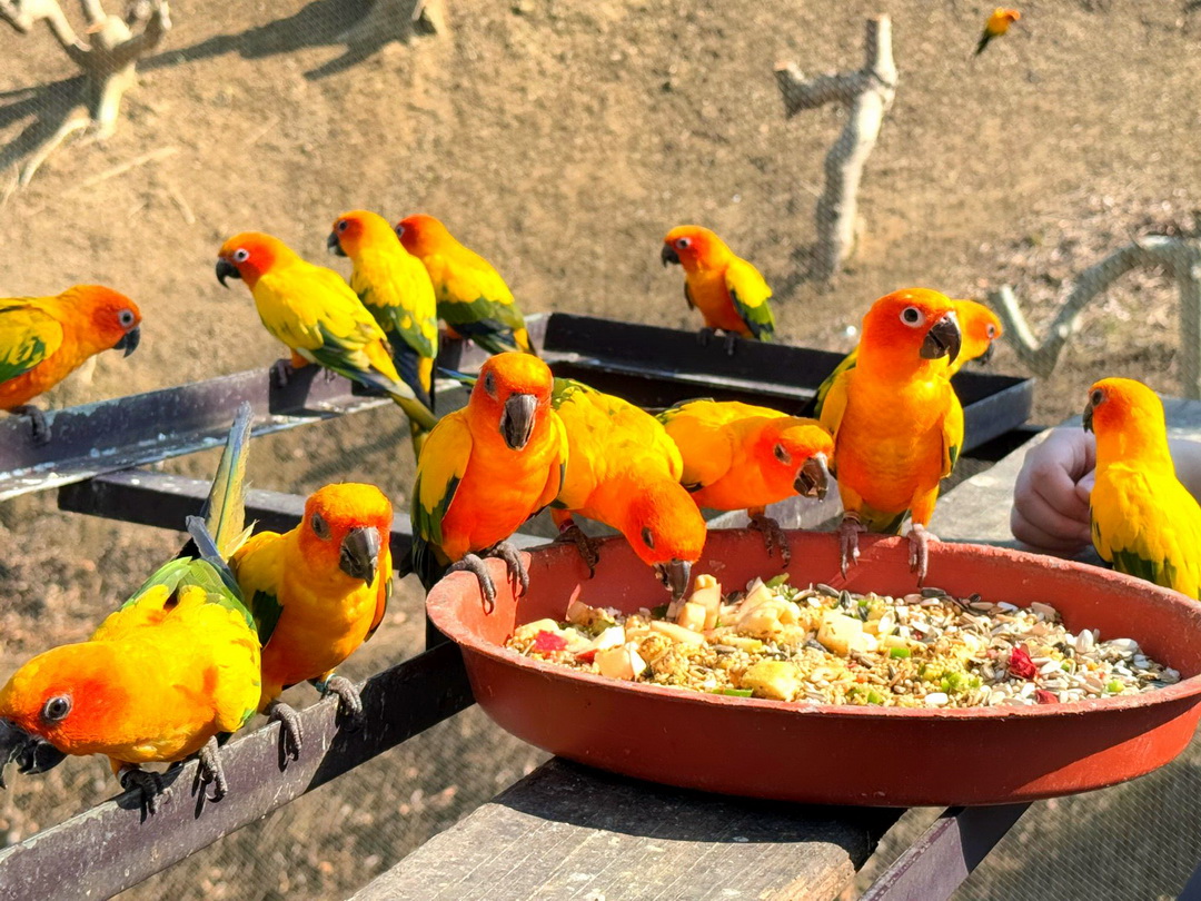 九九峰動物樂園｜南投親子景點推薦！笑笑羊、鸚鵡近距離互動，還有恐龍園區、美食街超豐富 @猴屁的異想世界