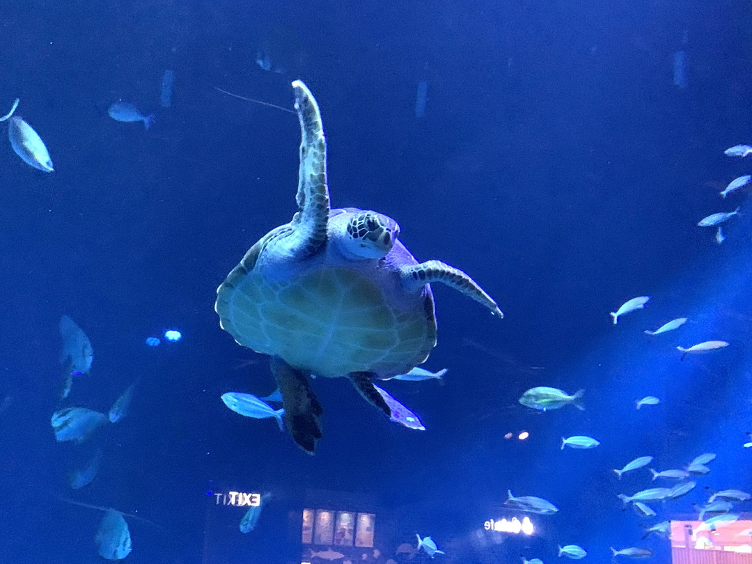 沖繩DMM Kariyushi水族館｜沉浸式互動體驗，企鵝、海底隧道、動物園全攻略 @猴屁的異想世界