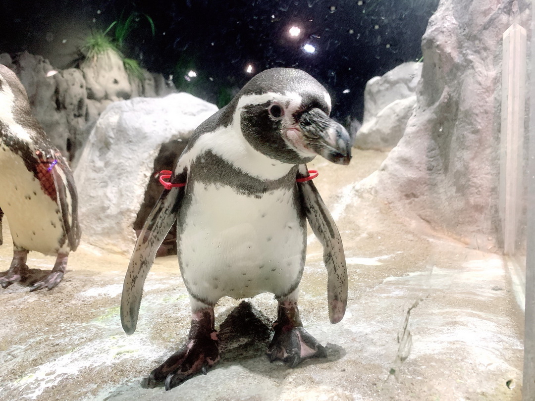 沖繩DMM Kariyushi水族館｜沉浸式互動體驗，企鵝、海底隧道、動物園全攻略 @猴屁的異想世界
