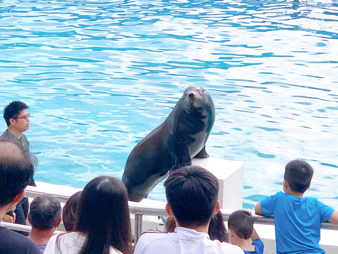 野柳海洋世界｜北海岸親子必玩景點，海獅海豚表演＋門票資訊全攻略 @猴屁的異想世界