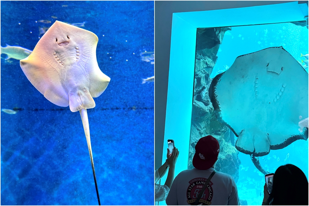 Xpark水族館｜桃園必訪水族館，企鵝奇遇、戶外園區、表演時間全攻略 @猴屁的異想世界
