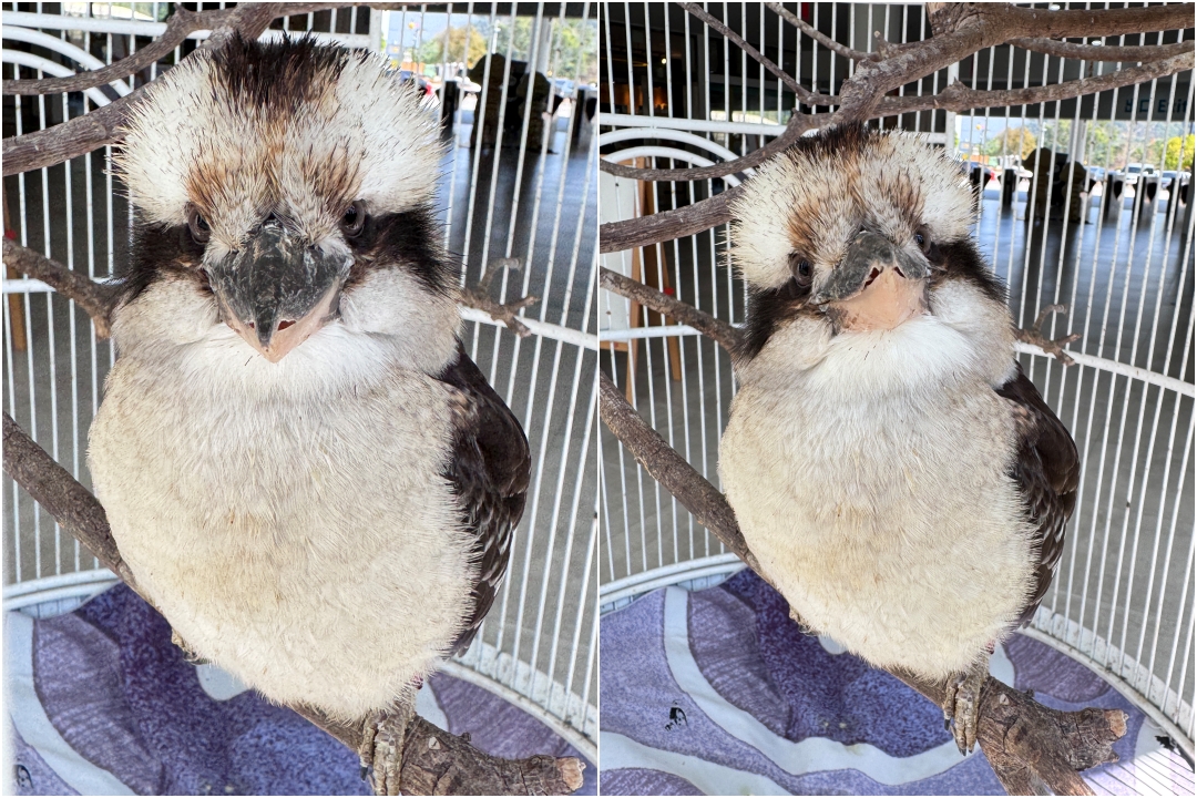 九九峰動物樂園｜南投親子景點推薦！笑笑羊、鸚鵡近距離互動，還有恐龍園區、美食街超豐富 @猴屁的異想世界