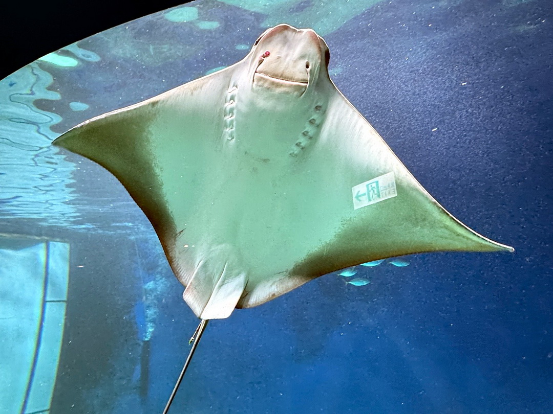 Xpark水族館｜桃園必訪水族館，企鵝奇遇、戶外園區、表演時間全攻略 @猴屁的異想世界