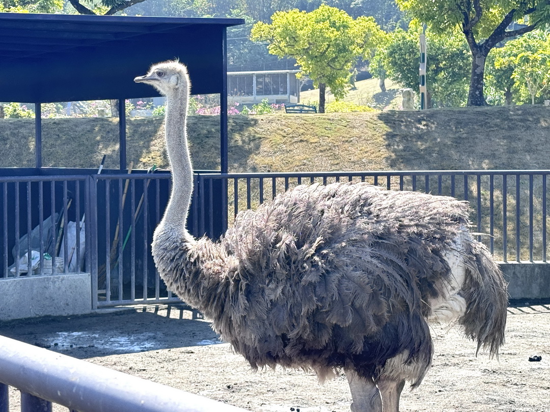 九九峰動物樂園｜南投親子景點推薦！笑笑羊、鸚鵡近距離互動，還有恐龍園區、美食街超豐富 @猴屁的異想世界