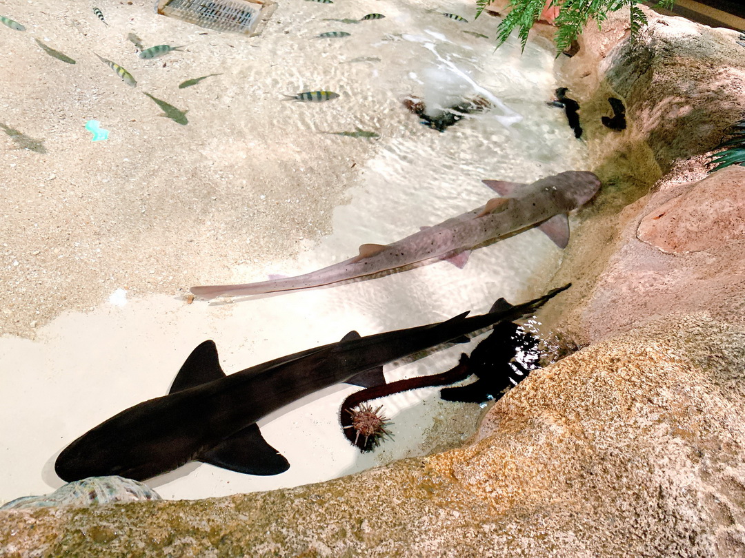 沖繩DMM Kariyushi水族館｜沉浸式互動體驗，企鵝、海底隧道、動物園全攻略 @猴屁的異想世界