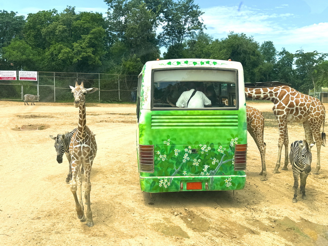 泰國北碧府一日遊｜野生動物園餵老虎獅子、看大象鱷魚表演，雨中漫步死亡鐵路＆桂河大橋 @猴屁的異想世界