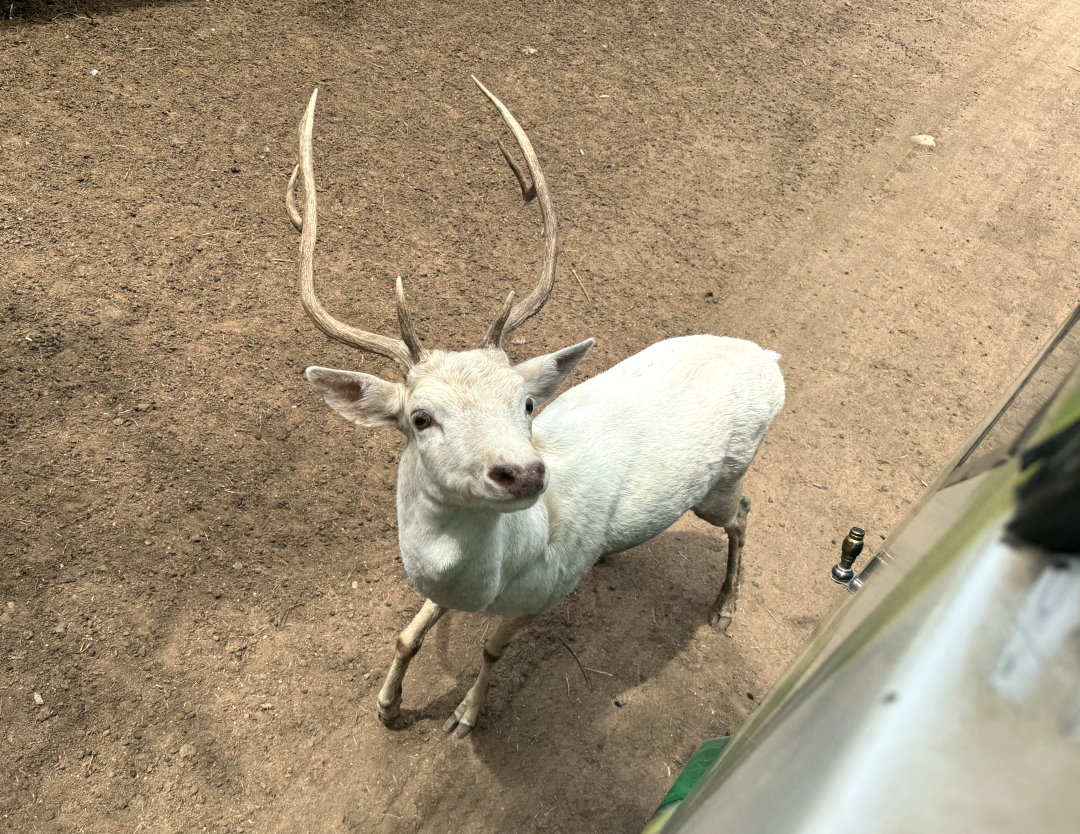 泰國北碧府一日遊｜野生動物園餵老虎獅子、看大象鱷魚表演，雨中漫步死亡鐵路＆桂河大橋 @猴屁的異想世界