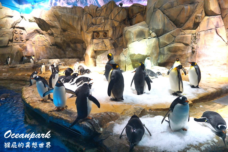 香港海洋公園｜香港景點推薦，熊貓超可愛、海底世界超壯觀，還有纜車可以搭超好玩，灣景餐廳餐點超好吃，香港必玩景點推薦 @猴屁的異想世界