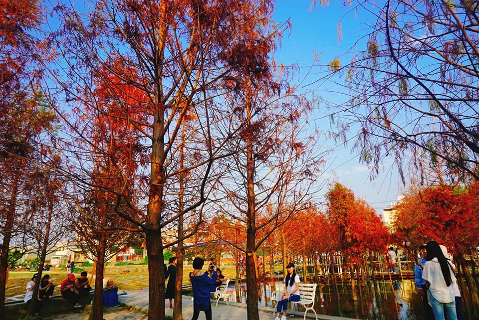 【台中景點】台中新景點、熱門IG打卡景點-落羽松！中科落羽松秘境讓人彷彿到國外！(廣福落羽松、廣興宮旁)