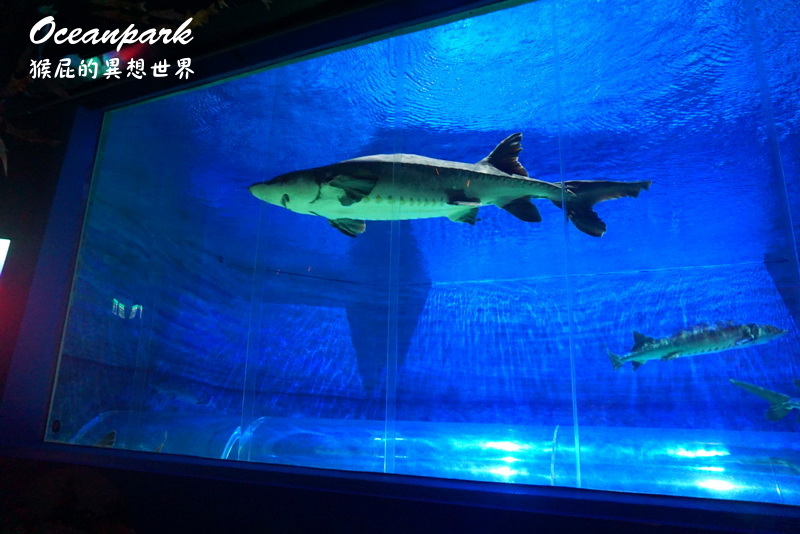 香港海洋公園｜香港景點推薦，熊貓超可愛、海底世界超壯觀，還有纜車可以搭超好玩，灣景餐廳餐點超好吃，香港必玩景點推薦 @猴屁的異想世界