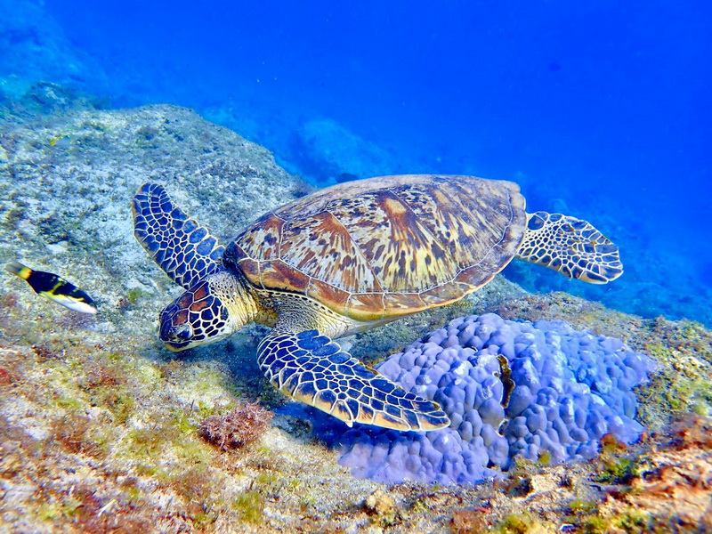 小琉球369浮潛店｜小琉球冬天海龜更多浮潛更好玩，有專業教練帶你去跟海龜拍照抓魚 @猴屁的異想世界