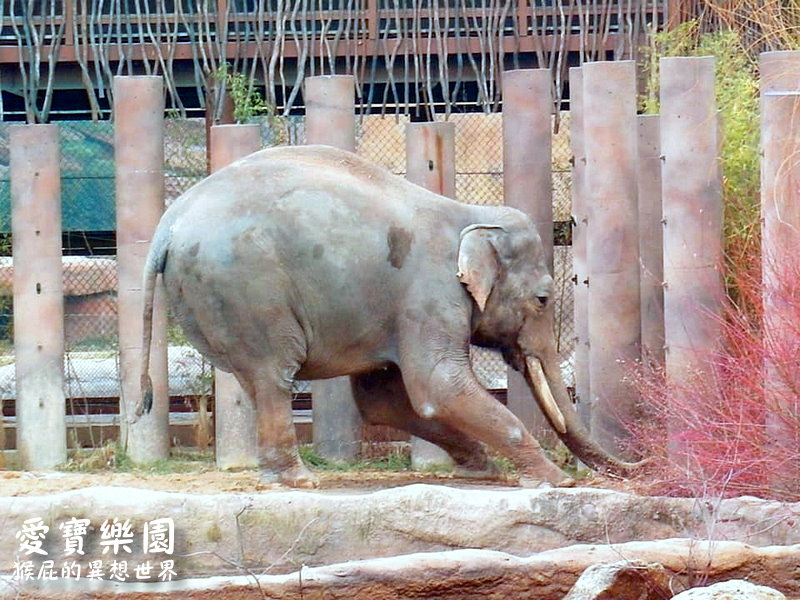 愛寶樂園｜韓國首爾景點推薦，愛寶樂園快速通關免排隊，遺失的峽谷、野生動物世界超精彩必玩 @猴屁的異想世界