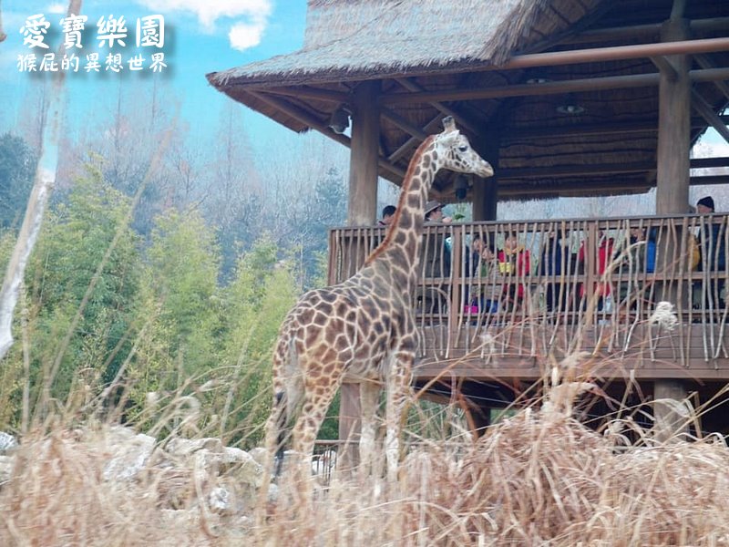 愛寶樂園｜韓國首爾景點推薦，愛寶樂園快速通關免排隊，遺失的峽谷、野生動物世界超精彩必玩 @猴屁的異想世界