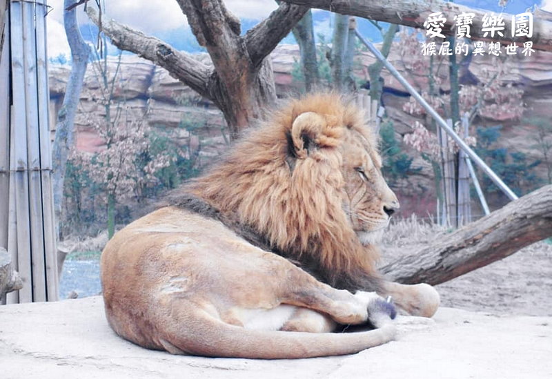 愛寶樂園｜韓國首爾景點推薦，愛寶樂園快速通關免排隊，遺失的峽谷、野生動物世界超精彩必玩 @猴屁的異想世界