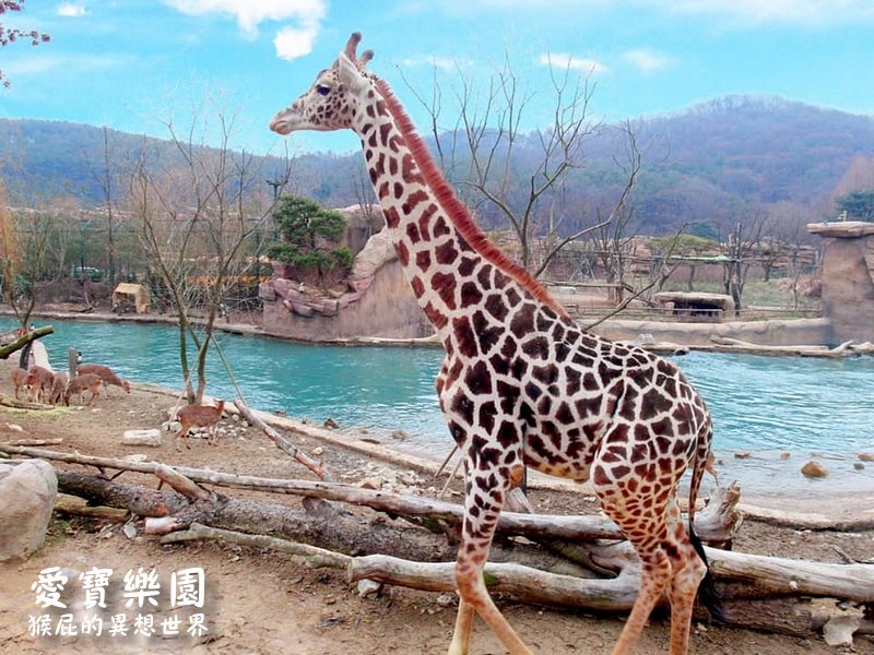 愛寶樂園｜韓國首爾景點推薦，愛寶樂園快速通關免排隊，遺失的峽谷、野生動物世界超精彩必玩 @猴屁的異想世界