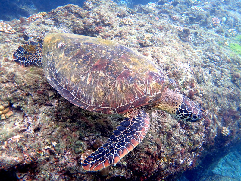 小琉球369浮潛店｜小琉球冬天海龜更多浮潛更好玩，有專業教練帶你去跟海龜拍照抓魚 @猴屁的異想世界