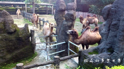 木柵動物園｜台北景點推薦，充滿驚奇的木柵動物園一日遊 @猴屁的異想世界