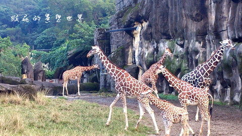 木柵動物園｜台北景點推薦，充滿驚奇的木柵動物園一日遊 @猴屁的異想世界