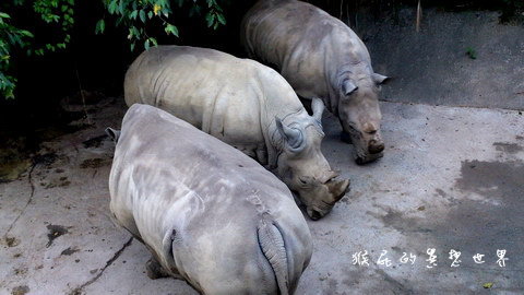 木柵動物園｜台北景點推薦，充滿驚奇的木柵動物園一日遊 @猴屁的異想世界