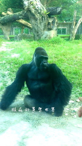 木柵動物園｜台北景點推薦，充滿驚奇的木柵動物園一日遊 @猴屁的異想世界