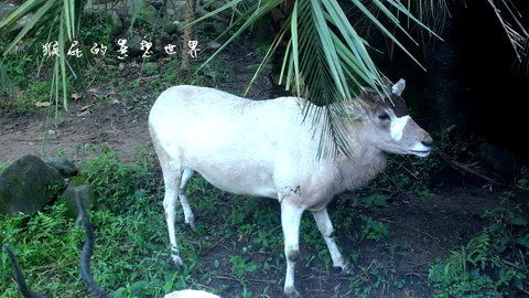 木柵動物園｜台北景點推薦，充滿驚奇的木柵動物園一日遊 @猴屁的異想世界