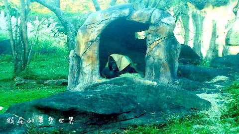 木柵動物園｜台北景點推薦，充滿驚奇的木柵動物園一日遊 @猴屁的異想世界