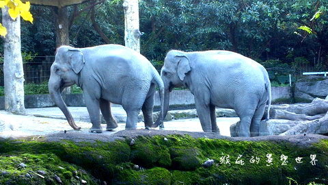 木柵動物園｜台北景點推薦，充滿驚奇的木柵動物園一日遊 @猴屁的異想世界