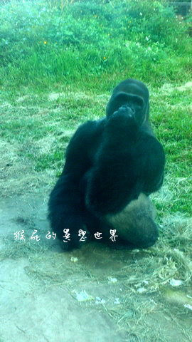 木柵動物園｜台北景點推薦，充滿驚奇的木柵動物園一日遊 @猴屁的異想世界