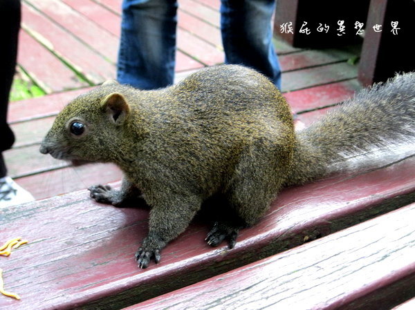 木柵動物園｜台北景點推薦，充滿驚奇的木柵動物園一日遊 @猴屁的異想世界