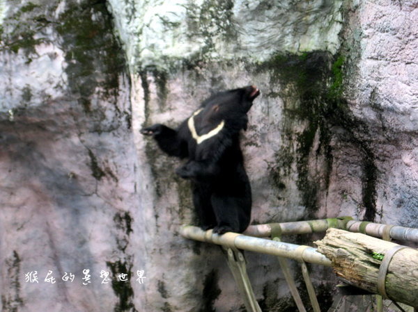 木柵動物園｜台北景點推薦，充滿驚奇的木柵動物園一日遊 @猴屁的異想世界